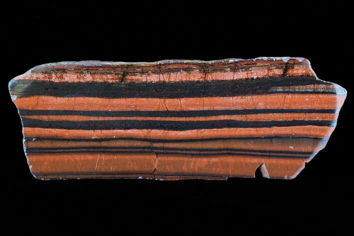 Polished Tiger Iron Stromatolite - ( Billion Years) #75859